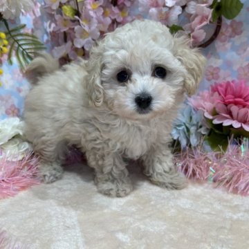 マルプー(マルチーズ×トイプードル)【広島県・男の子・2024年12月31日・クリーム】の写真「短足ぽてぽてさん！おめめくりっと可愛い」