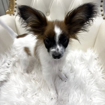 パピヨン【広島県・男の子・2025年6月16日・ホワイト&レッドセーブル】の写真「パパにの可愛いお顔になりそう☆」