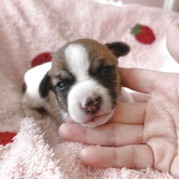 ジャックラッセルテリア【広島県・女の子・2025年11月6日・タン&ホワイト】の写真「初jjママベビ☆成長が楽しみです♪」