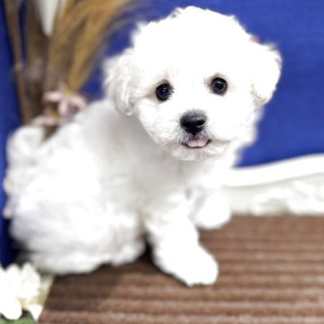 ビションフリーゼ【広島県・男の子・2025年7月23日・ホワイト】の写真「元気いっぱい☆ふわもこ可愛い子です」