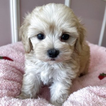 マルプー(マルチーズ×トイプードル)【広島県・男の子・2025年9月2日・クリームホワイト】の写真「大人気マルプー♪笑顔ちゃんかわいい!」