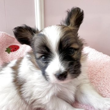 パピヨン【広島県・男の子・2025年10月13日・ホワイト&レッド】の写真「成長が楽しみです☆」