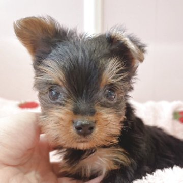 ヨークシャーテリア【広島県・男の子・2025年10月2日・スチールブルー&タン】の写真「いつもかわいいサブレﾍﾞﾋﾞ小さめ」