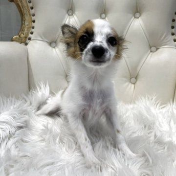 パピヨン【広島県・女の子・2025年7月9日・ホワイト&ブラウン】の写真「頭の良い両親の可愛い子供♪」