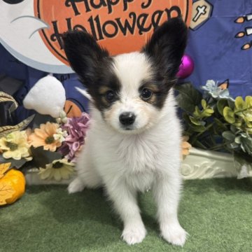 パピヨン【広島県・女の子・2025年8月31日・ホワイト&ブラウン】の写真「懐こい子♪ママに似そうです」