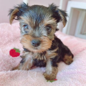 ヨークシャーテリア【広島県・女の子・2025年9月13日・スチールブルー&タン】の写真「いつも可愛いあんこちゃんベビ♪」