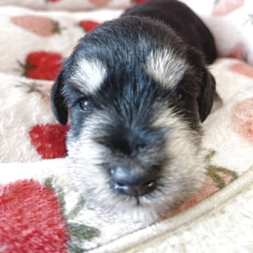 ミニチュアシュナウザー【広島県・男の子・2025年8月29日・ブラックシルバー】の写真「色がぱきっと分かれてくっきりイケメン☆」