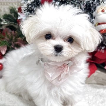 マルチーズ【広島県・女の子・2025年9月29日・ホワイト】の写真「きゅるるんおめめがかわいい」