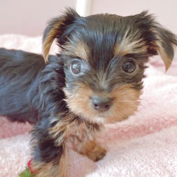 ヨークシャーテリア【広島県・女の子・2025年9月13日・スチールブルー&タン】の写真「いつも可愛いあんこちゃんベビ♪」