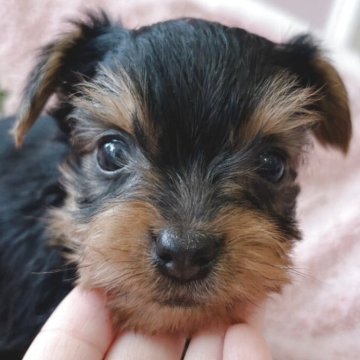 ヨークシャーテリア【広島県・男の子・2025年10月2日・スチールブルー&タン】の写真「いつもかわいいサブレﾍﾞﾋﾞ」