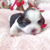 シーズー