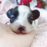 パピヨン