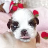 シーズー