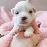 マルチーズ