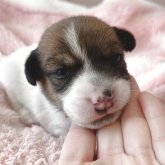 ジャックラッセルテリア