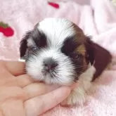 シーズー