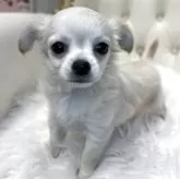 チワワ(ロング)