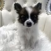 パピヨン