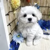 マルチーズ