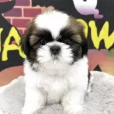 シーズー