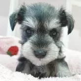 ミニチュアシュナウザー【広島県・女の子・2025年9月30日・ソルトペッパー】の写真1