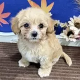マルプー(マルチーズ×トイプードル)【広島県・女の子・2025年7月17日・アプリコット】の写真1