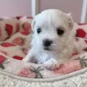 マルチーズ【広島県・女の子・2024年10月29日・ホワイト】の写真2