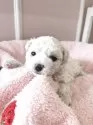 ミックス(マルチーズ×ビションフリーゼ)【広島県・男の子・2026年1月5日・ホワイト】の写真4