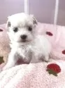 マルチーズ【広島県・女の子・2025年9月29日・ホワイト】の写真5