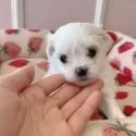 マルチーズ【広島県・女の子・2024年10月29日・ホワイト】の写真5