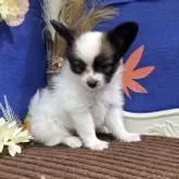 パピヨン【広島県・男の子・2025年7月9日・ホワイト&ブラウン】の写真7