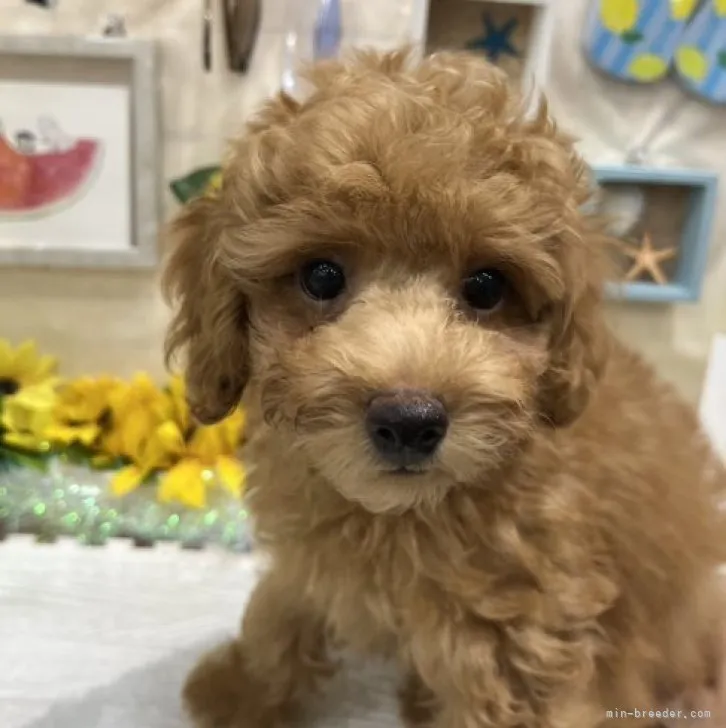 ID：2307-02878の子犬