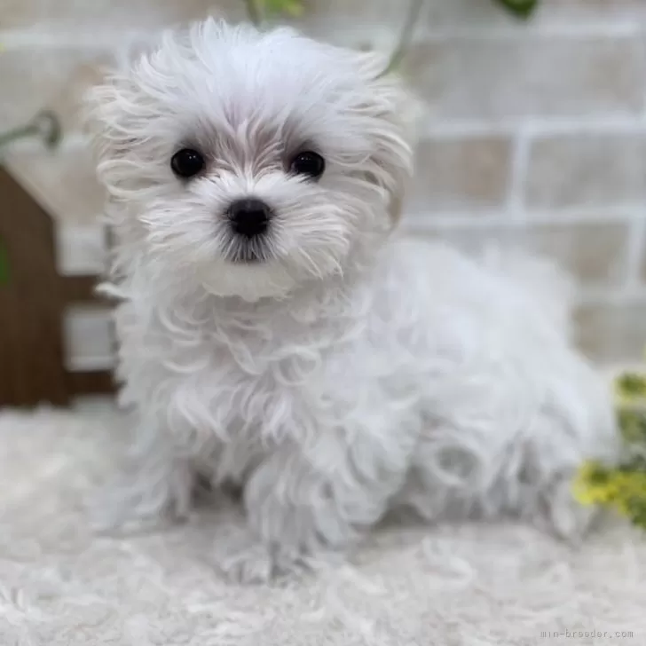 ID:2401-03458の子犬