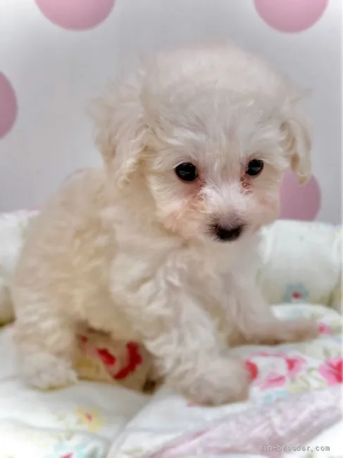 ID：2112-02009の子犬