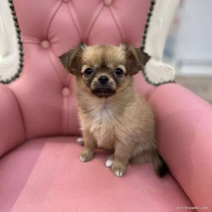 ID:2408-05313の子犬