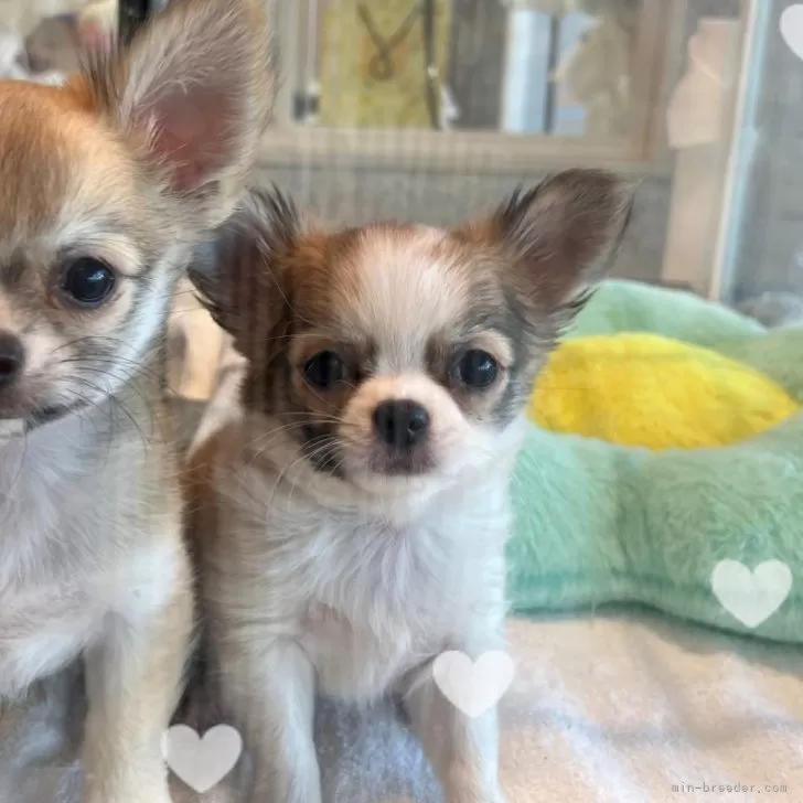 ID：2312-02426の子犬