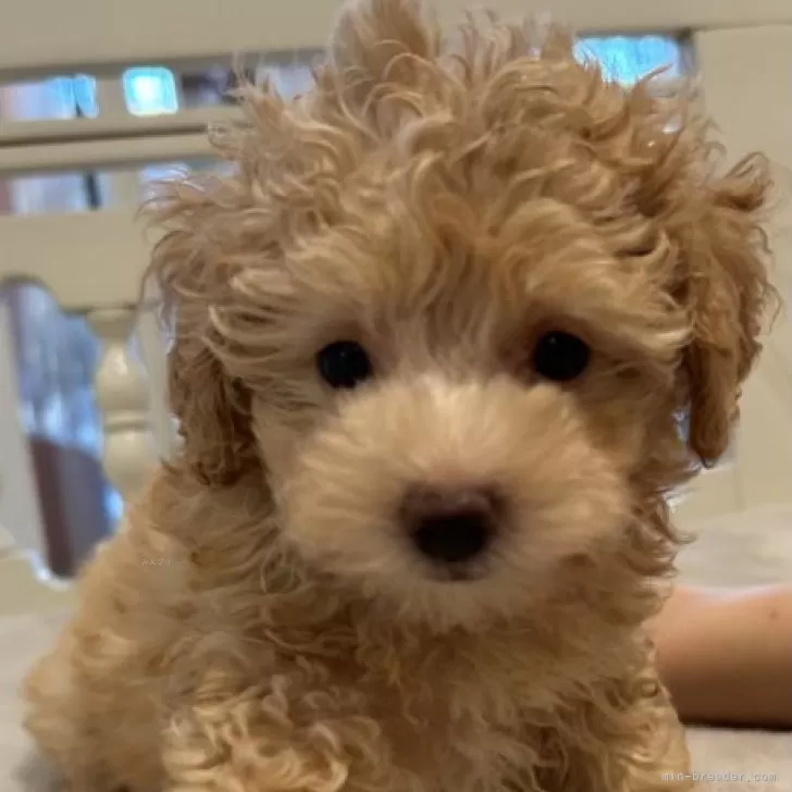 N.O 様のお迎えした子犬