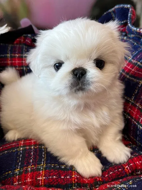 ID：2201-01951の子犬