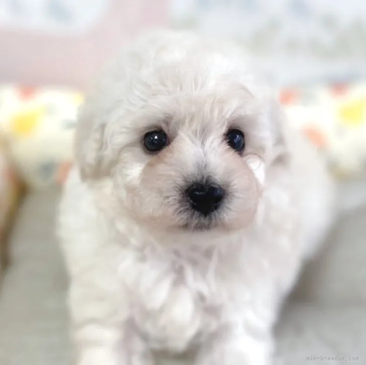 ID：2307-05506の子犬