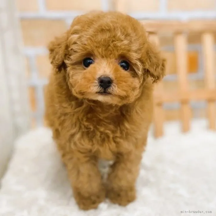 ID:2310-00352の子犬