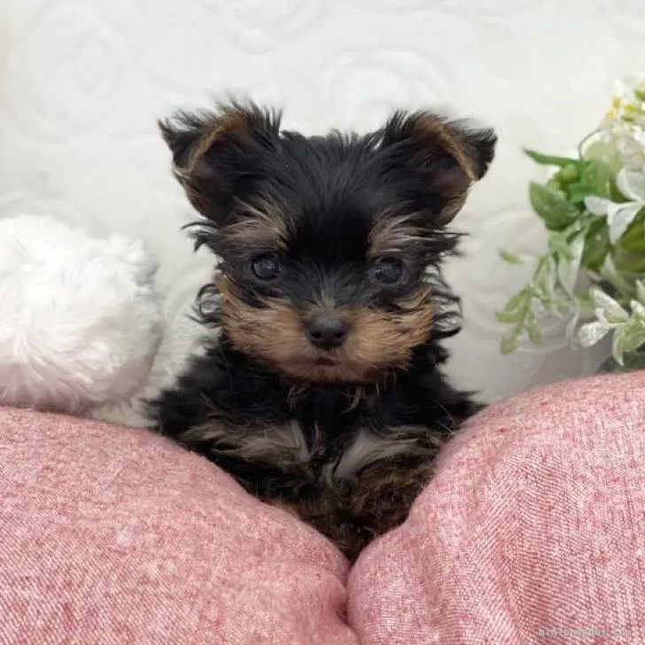 ID:2207-02408の子犬
