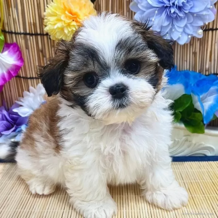 ID:2407-01342の子犬