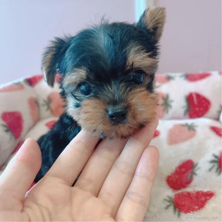 ID:2406-04646の子犬