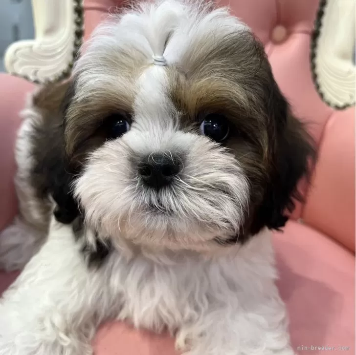 ID：2407-01331の子犬