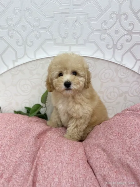 ID:2112-01064の子犬