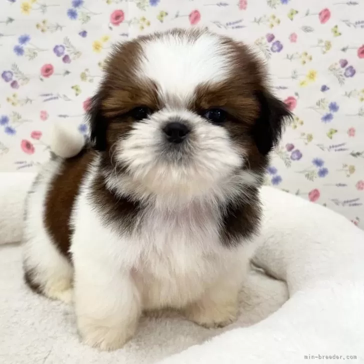 ID：2406-02426の子犬