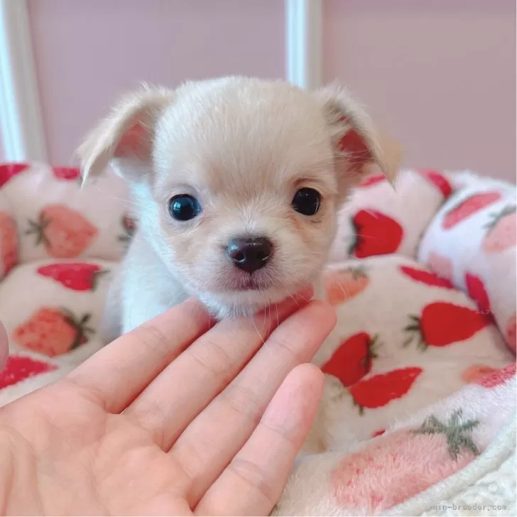 ID：2406-02837の子犬