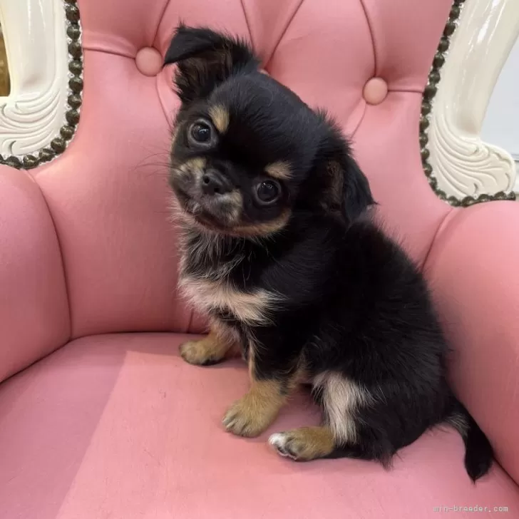ID：2409-01428の子犬