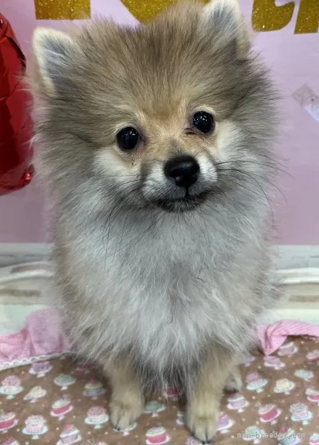 ID：2201-01959の子犬