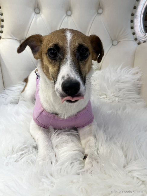 ジャックラッセルテリア【・女の子・2024年5月9日・タン&amp;ホワイト】